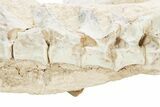 Fossil Oreodont (Merycoidodon) Skull w/ Vertebrae - South Dakota #355958-7